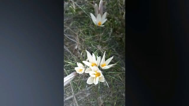 Цветы для любимой смотреть онлайн