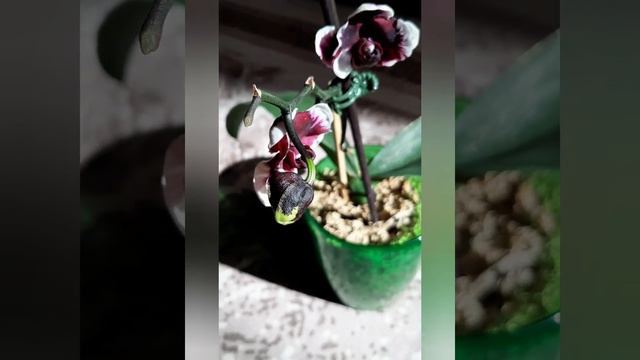 Phalaenopsis Plastic Doll