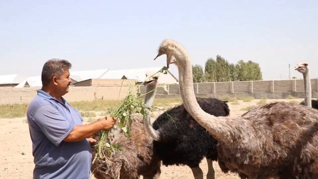 Страусы как бизнес идея | Страусиная ферма смотреть онлайн