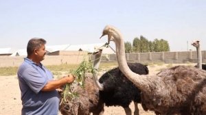 Страусы как бизнес идея | Страусиная ферма