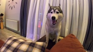 Младенца не могут Разбудить Собаки и 30 БАРАБАНОВ