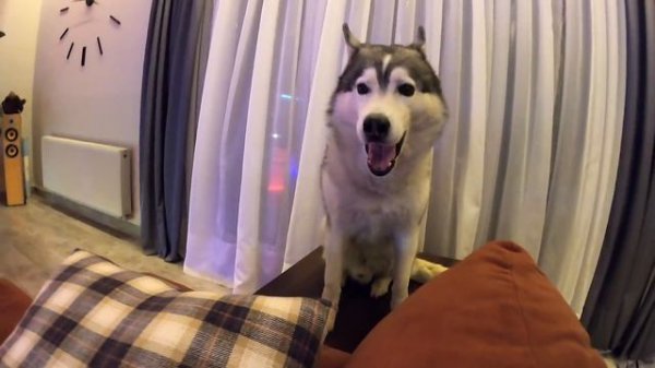 Младенца не могут Разбудить Собаки и 30 БАРАБАНОВ