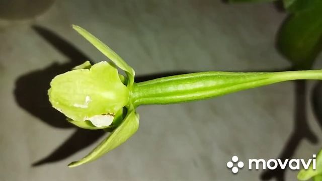 Придумала новый сорт орхидей! Семенная коробочка зреет!Орхидеи Апрель 2021 смотреть онлайн