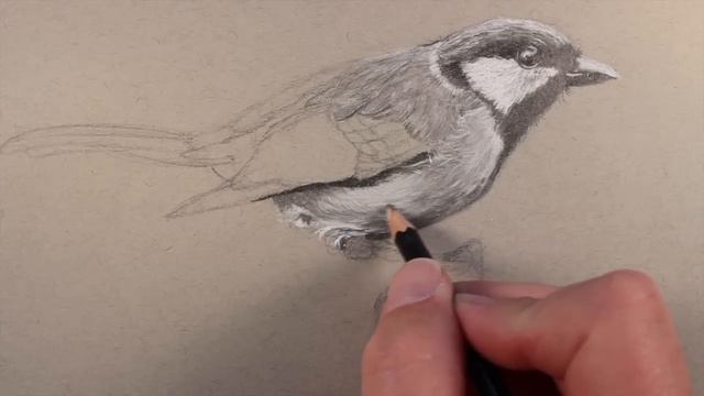 How to Draw a Realistic Bird смотреть онлайн