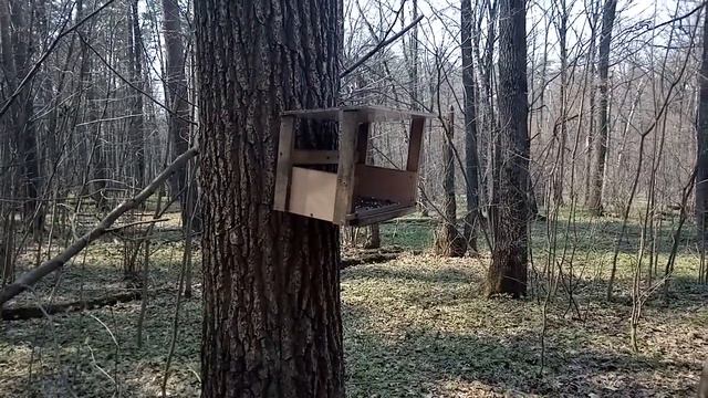 Белочка в лесу смотреть онлайн