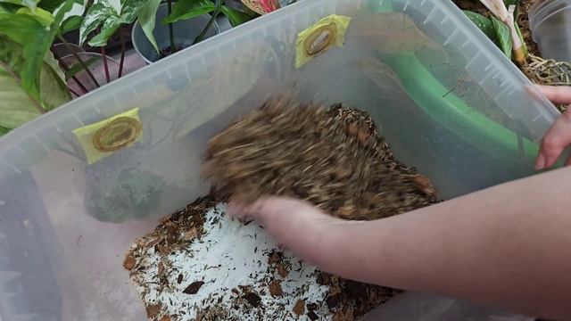 Посадка Аглаонем в разные субстраты. Когда луче пересаживать Аглаонемы. смотреть онлайн