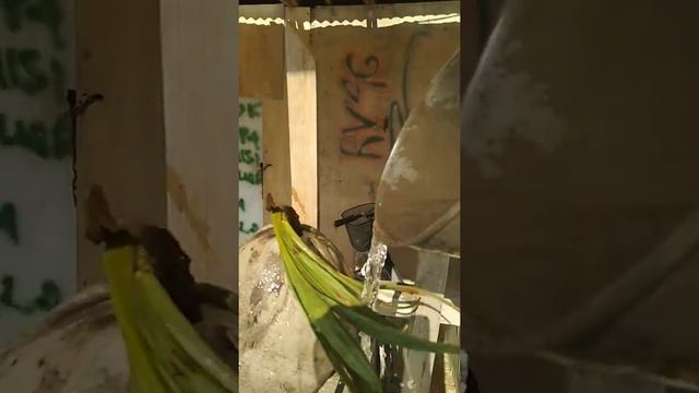 Bunga pohon kelapa/coconut tree flower смотреть онлайн