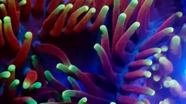 Inferno Anemones смотреть онлайн
