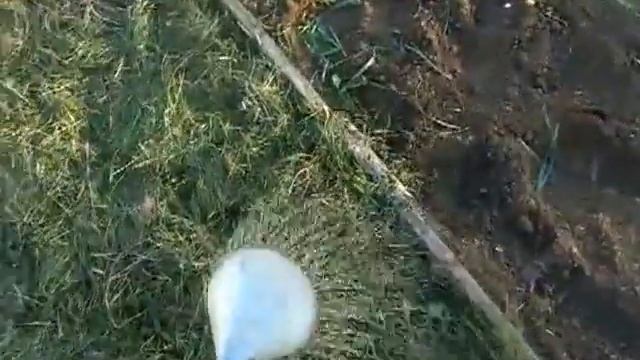 Сидераты. Овес как мульча. смотреть онлайн