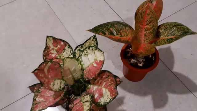Aglaonema Tri Color & Aglaonema Tiara