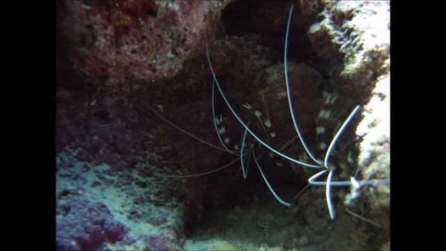 Soma Bay 2017 Diving day 3 смотреть онлайн