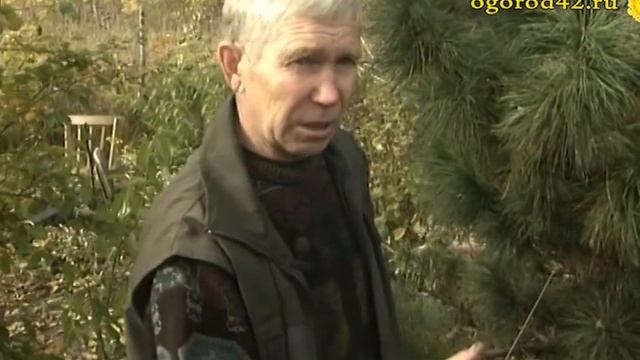 Прививка кедра на сосну смотреть онлайн