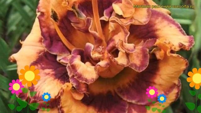 Лилейник гибридный Эксплодед Пумпкин. Краткий обзор, описание hemerocallis Exploded Pumpkin смотреть онлайн