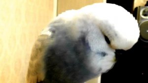 Снежок - говорящий попугай