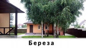 Какие деревья можно сажать возле дома