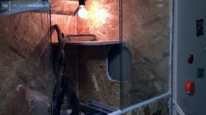 Кормление чёрной мамбы