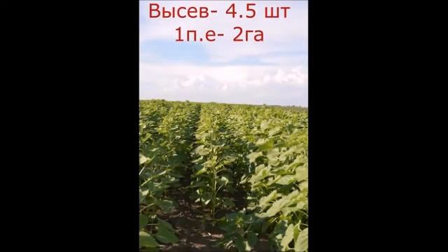 Лімагрейн ЛГ 5580 Limagrain LG Лимагрейн Тунка смотреть онлайн