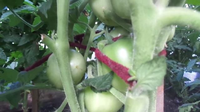 ТОМАТ НАСТЕНЬКА -ФОРМИРУЮ С УМЕРЕННЫМ ПАСЫНКОВАНИЕМ. Ольга Чернова. смотреть онлайн