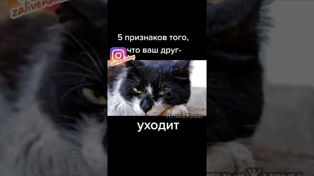 Пять Признаков, Что Кошка Уходит... смотреть онлайн