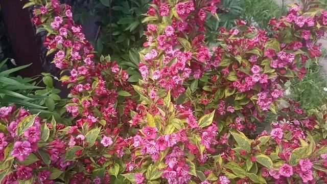 Моя вейгела! Чудесное, неприхотливое растение в саду!!! смотреть онлайн