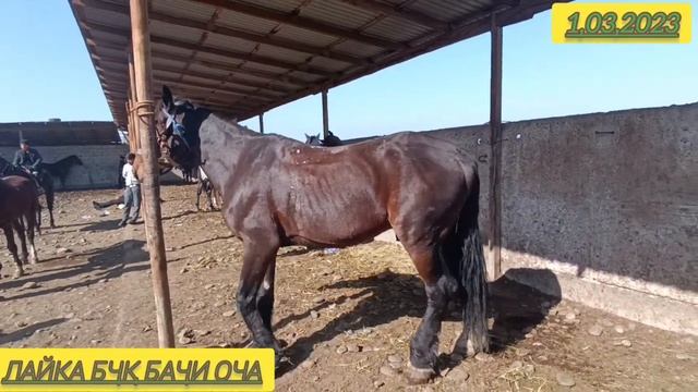 Асп бозори. Ленски смотреть онлайн