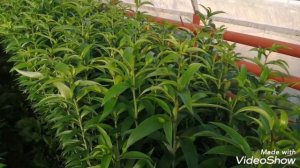 Лилия на срез.Нюансы ?% выгонки