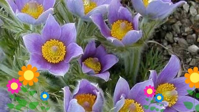 Прострел обыкновенный Violet. Краткий обзор, описание характеристик, где купить саженцы, семена смотреть онлайн