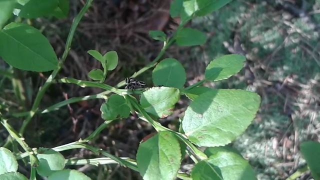 Skákavka obecná (Evarcha falcata) смотреть онлайн