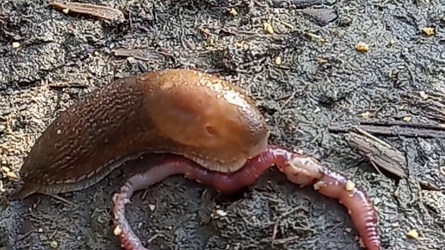 Слизень кушает червя смотреть онлайн