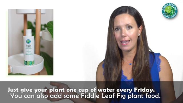 1 Cup Watering Method: The Secret to Properly Watering Your Fiddle Leaf Fig смотреть онлайн