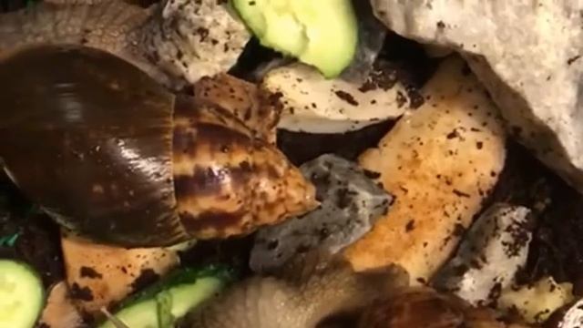 За неделю до кладки яиц