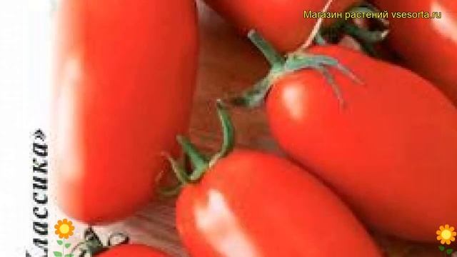 Томат Новинка Приднестровья. Краткий обзор, описание характеристик solánum lycopérsicum смотреть онлайн