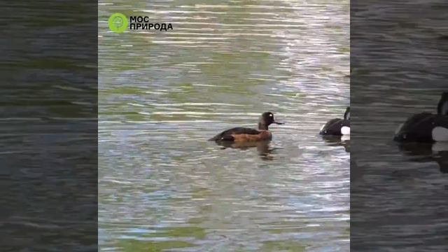 Чомга и хохлатые чернети на пруду парка «Кузьминки-Люблино» смотреть онлайн