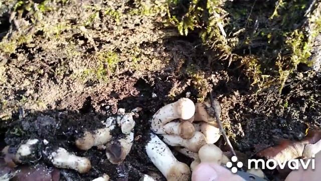 В лес под новый год. Майкоп 30.12.2020. смотреть онлайн