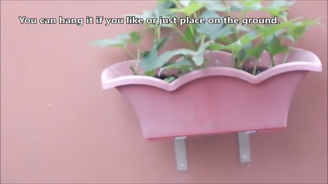 How to Grow Sweet Potato Vines from Cuttings at Home in a Pot смотреть онлайн