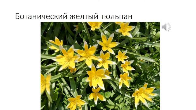 Клематис не перестает удивлять своей красотой