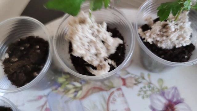 Не корни, а борода выросла в перлите на черенках хризантемы-мулитфлора смотреть онлайн