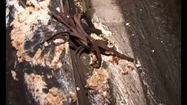 ДТПна Лесном ГИБДД смотреть онлайн