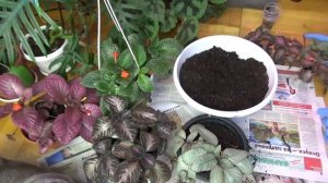 Пересадка Эписций / Весь процесс наглядно