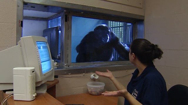 "Animals Like Us" Animal Language | Wildlife Documentary смотреть онлайн