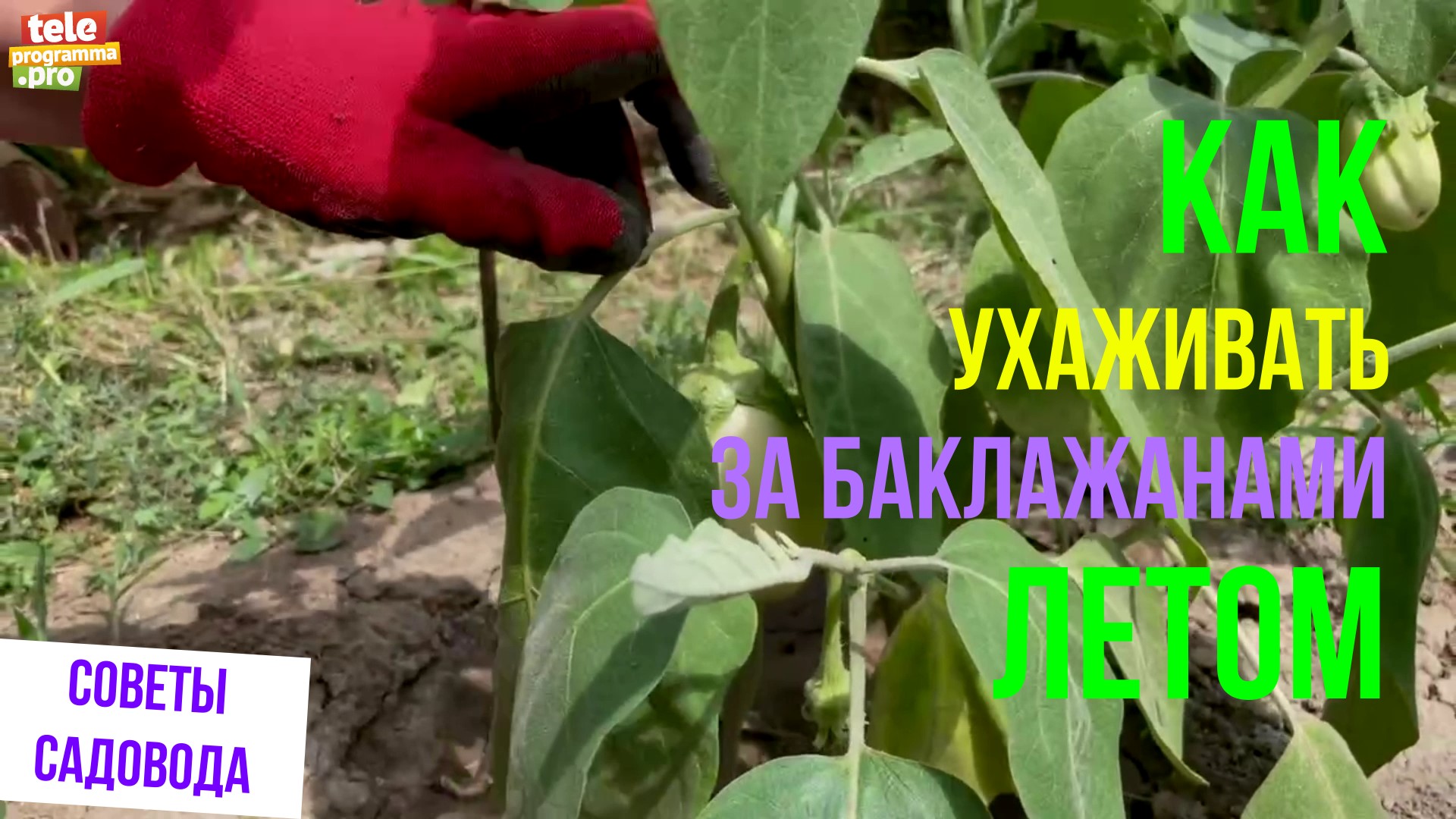 Как ухаживать за баклажанами летом смотреть онлайн