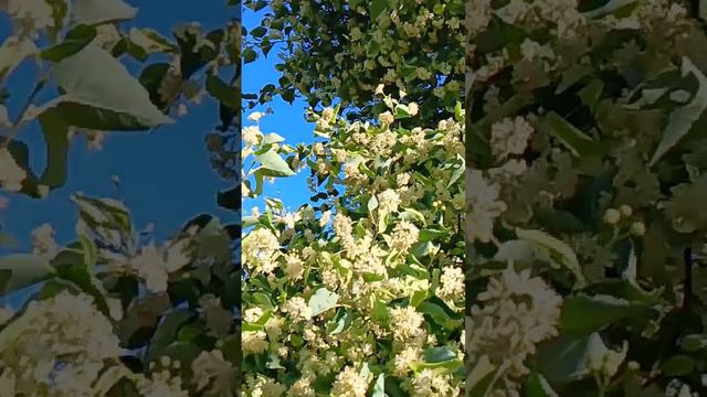 Липа в красивом цвету. #липа смотреть онлайн