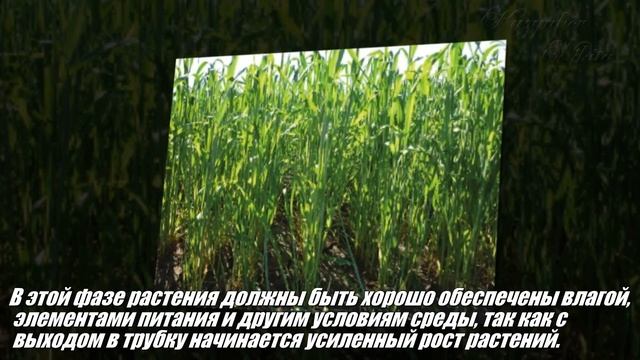 ПРЕЗЕНТАЦИЯ "фазы пшеницы" БИОЛОГИЯ смотреть онлайн