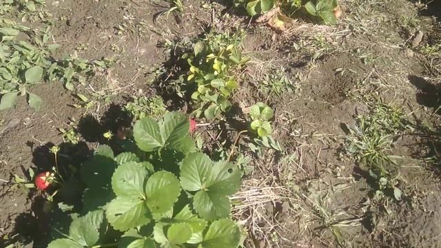 КЛУБНИКА ГАРМОНИЯ "ОБЗОР" смотреть онлайн