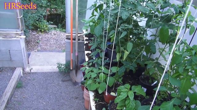 Allelopathy what is it and why you should know about it! Lets talk about this смотреть онлайн