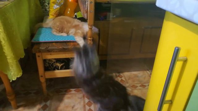 Знакомство кошки и котенка смотреть онлайн
