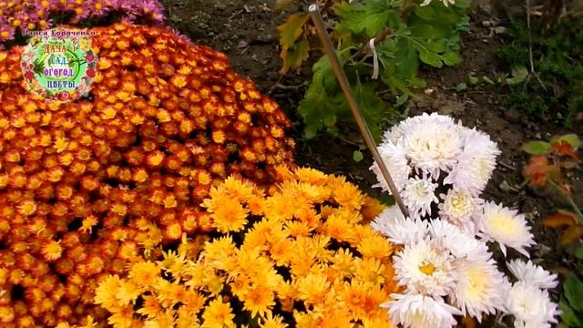 Можно ли самому вырастить крупный цветок хризантемы в диаметре 15 сантиметров? смотреть онлайн