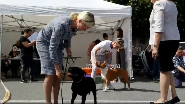 09.07.2022, СПб. Клуб "Триумф-1". Выставка собак САС 3 группы FCI смотреть онлайн