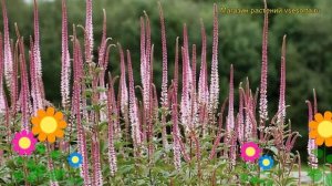 Вероникаструм виргинский. Краткий обзор, описание характеристик, где купить veronicastrum virginicu