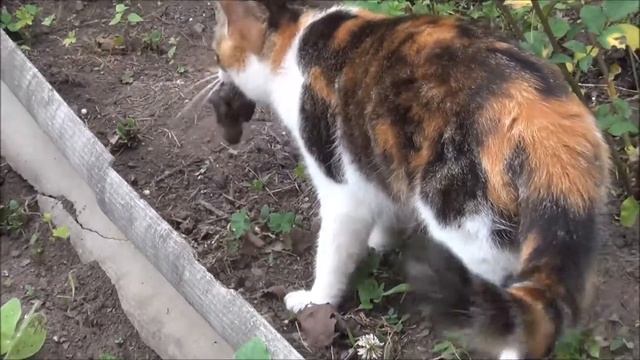 Кошки на воле / ЛапУшки Котейки смотреть онлайн
